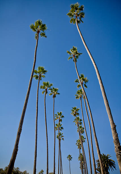 istock Palm Trees in Santa Monica 184300427