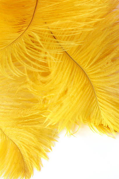 Yellow Plumes Yellow ostrich plumes isolated on white. ostrich feather stock pictures, royalty-free photos & images