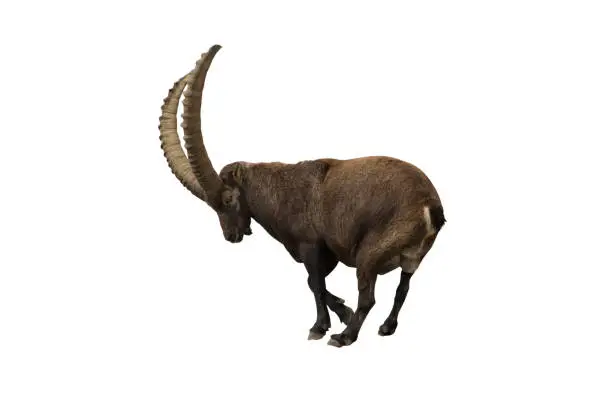 Ibex isolated on white with clipping path