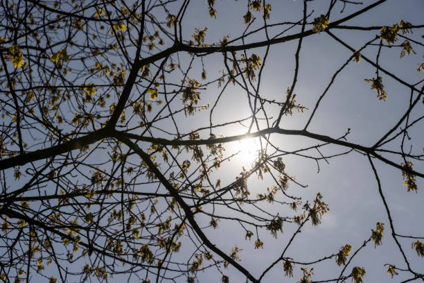 istock a flowering maple tree in the spring season, a spring park 1843006914