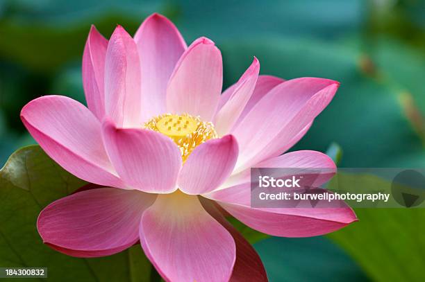 Rosa Lotusblume Stockfoto und mehr Bilder von Lotus - Seerose - Lotus - Seerose, Rosa, Perfektion