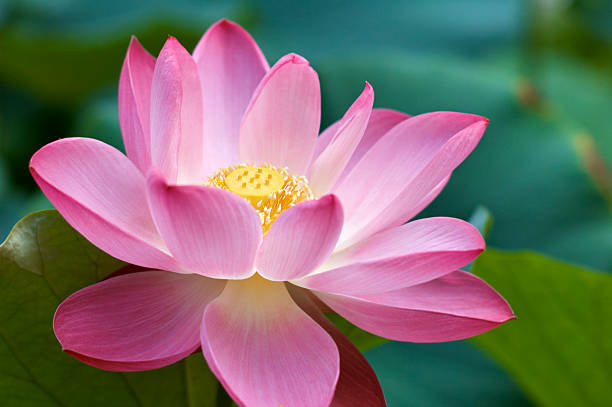 Pink Lotus Flower "Pink lotus flower in full bloom. Shallow DOF, focus on center of flower. Green lotus leaves and blue water in background soft focus.More water lilies and lotus flowers in my Nature Lightbox." lotus water lily photos stock pictures, royalty-free photos & images