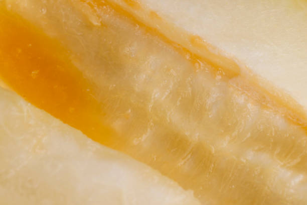 istock ripe delicious melon close up 1843009044