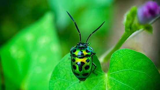 The July bug on a green leaf.