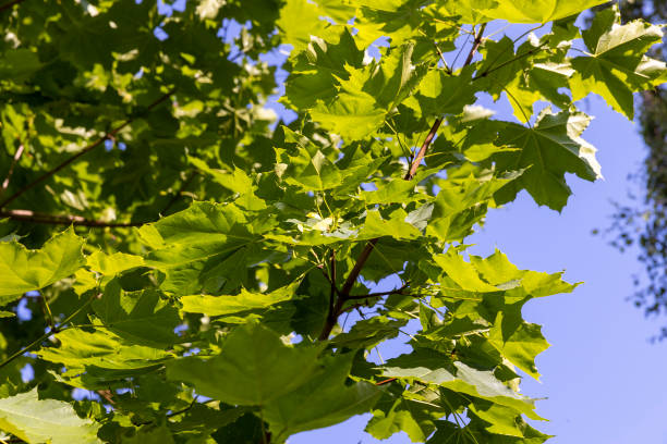 istock beautiful maple tree foliage with green foliage 1843010014