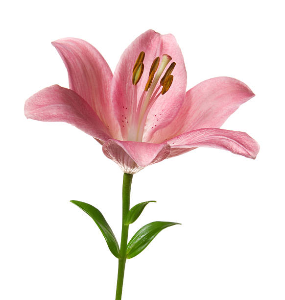 lily. - lily white flower single flower fotografías e imágenes de stock