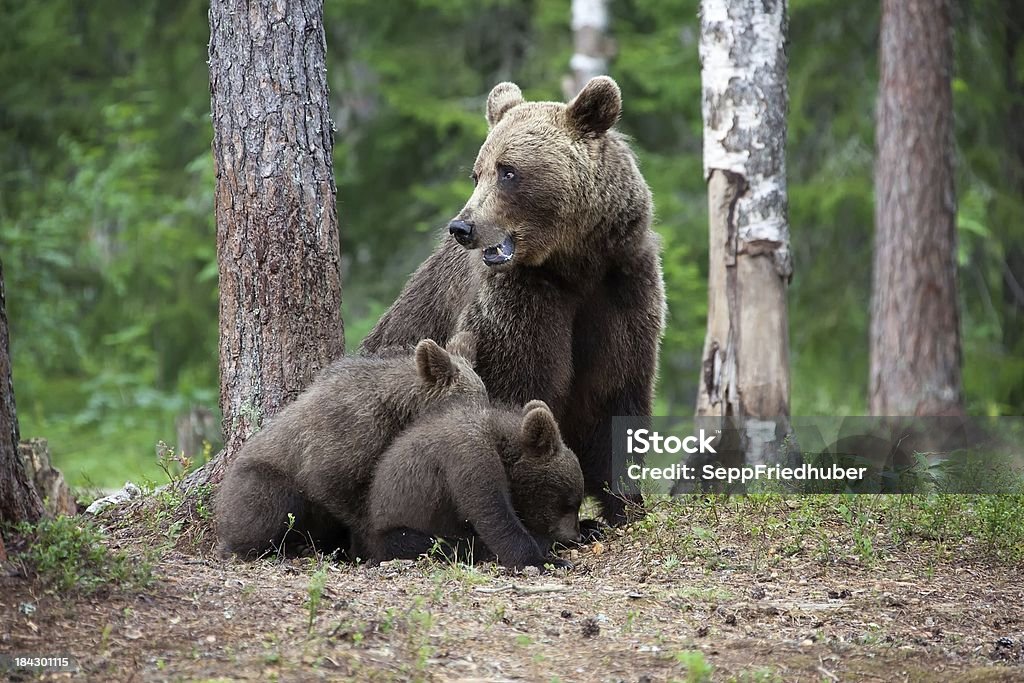 Urso-pardo-europeu feminino com dois cubs - Royalty-free Urso-pardo Foto de stock