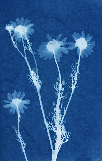 Daisy Photogram Cyanotype stock photo