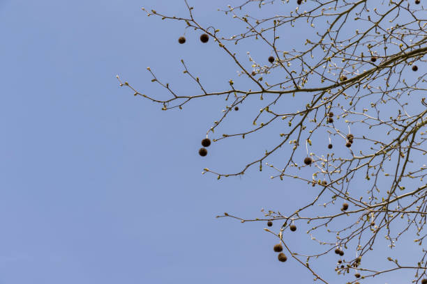 istock sycamore tree against the blue sky in the spring season 1843011725