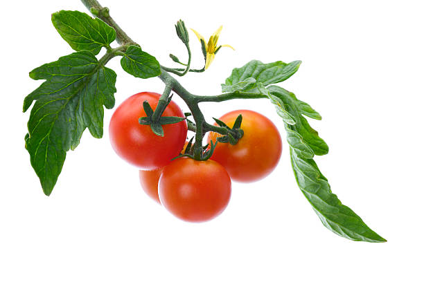 tomates maduros parra - tomatoes on vine fotografías e imágenes de stock