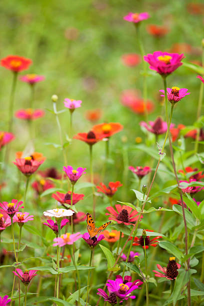 istock Beautiful meadow of wild flowers. 184301281
