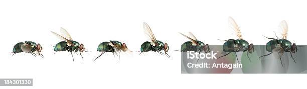 Flying Flies Stock Photo - Download Image Now - Animal, Animal Body Part, Animal Hair