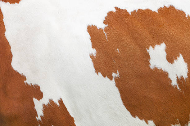 Full framed picture of tanned brown and white cow skin "Texture image of a dairy cow, perfect for use in backgrounds." cowhide stock pictures, royalty-free photos & images