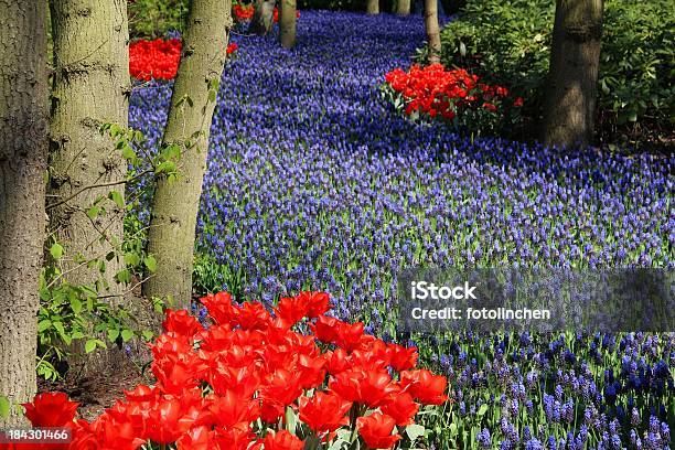 Frühling In Einem Park Stockfoto und mehr Bilder von Anbau von Rasen - Anbau von Rasen, Baum, Blau