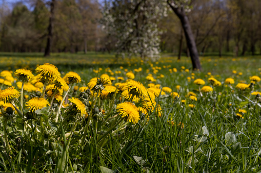 a field with blooming yellow dandelions, spring dandelion flowers during flowering