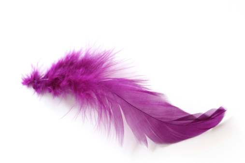 Close-up of a feather isolated on white