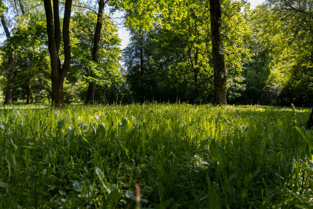 istock deciduous trees with green foliage in spring, green foliage 1843015983