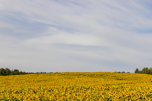 yellow sunflowers during flowering, a field with sunflowers during flowering and pollination by insect bees