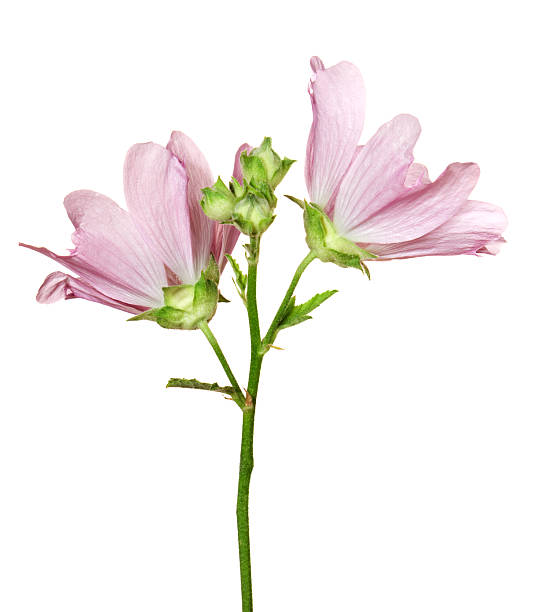 Mr Althaea. Pink flower on a white background. malva stock pictures, royalty-free photos & images