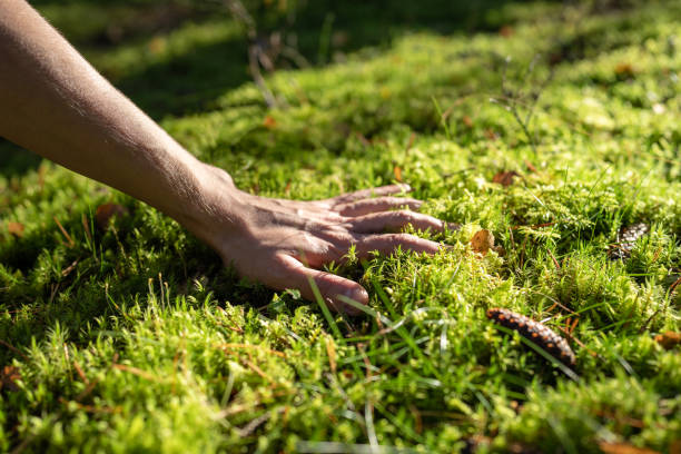 istock Hand of man touching moss in forest feeling soft surface enjoying walking outdoors on nature. 1843020699