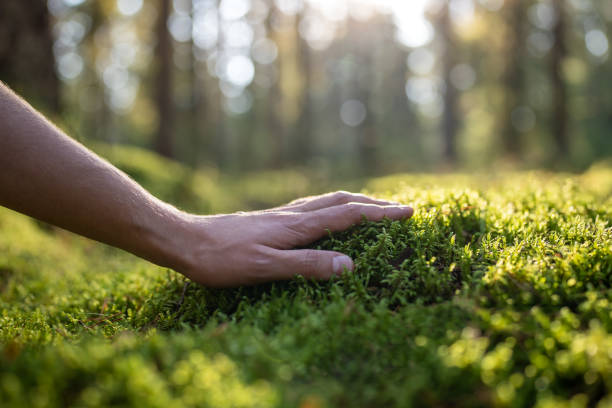 Man plants lover touching green soft moss in autumn forest, hand close-up. Guy feels fluffy surface enjoys pastime outdoors on nature. Explore world protect nature save planet eco-friendly lifestyle.