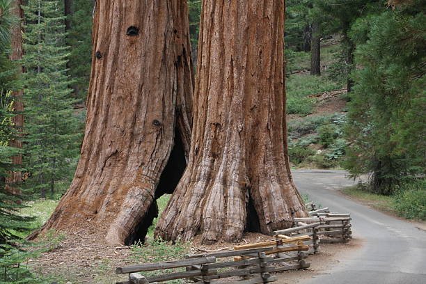 Pair of Giant Sequoia Trees in Mariposa Grove stock photo