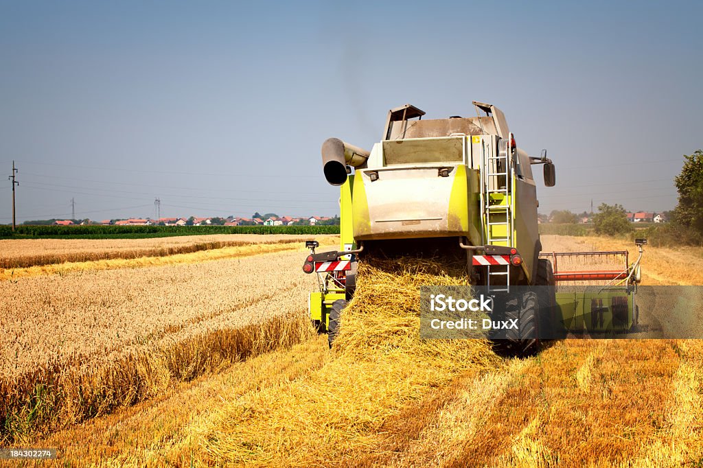 Wheat harvest Working combine harvester photographed from behind. Vivid color and clear sky. Agricultural Field Stock Photo
