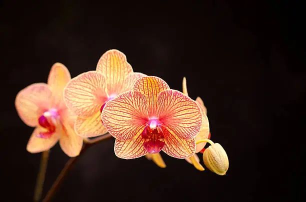 Photo of Orange Orchids
