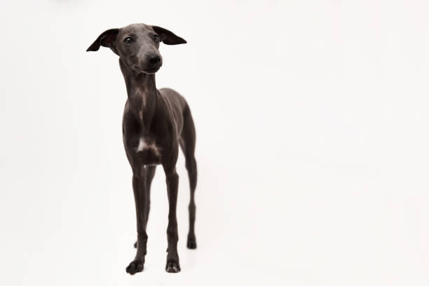 istock Italian greyhound on white background 1843023114