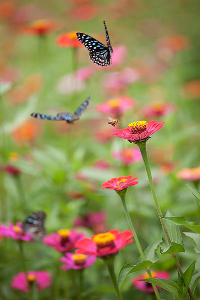 Tropical butterfly on flower, macro shots, butterfly garden