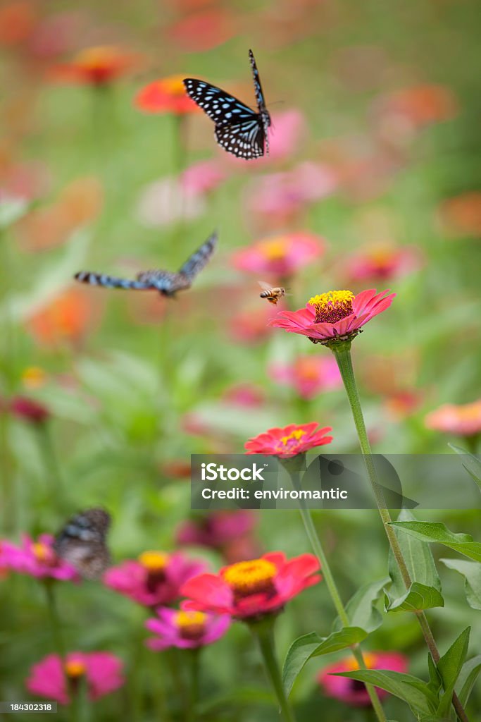 Papilio azul brilhantes borboletas e abelha em um prado. - Foto de stock de Abelha royalty-free