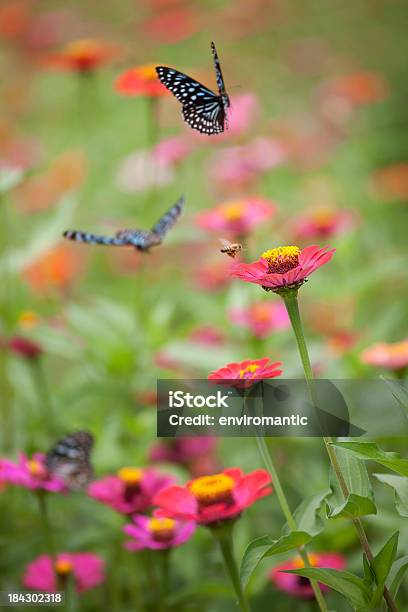 Foto de Papilio Azul Brilhantes Borboletas E Abelha Em Um Prado e mais fotos de stock de Abelha