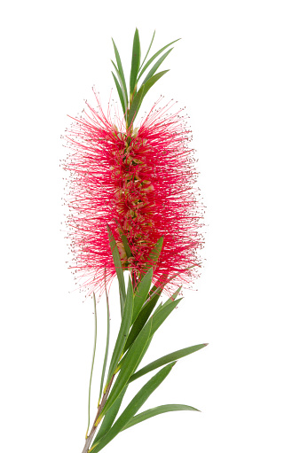 Bottlebrush plant in full bloom or blossom. Bottlebrush or Callistemon is a genus of shrubs and trees from Australia.
