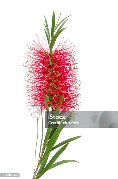 Red Bottlebrush Plant Flower Blossom With Leaves On White Stock Photo - Download Image Now