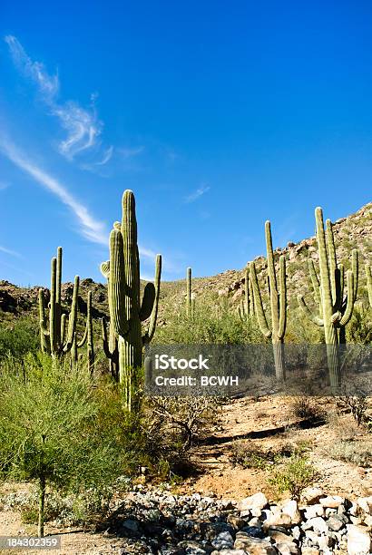 Photo libre de droit de Saguaro Dans Le Désert De Sonora banque d'images et plus d'images libres de droit de Bleu - Bleu, Cactus, Ciel