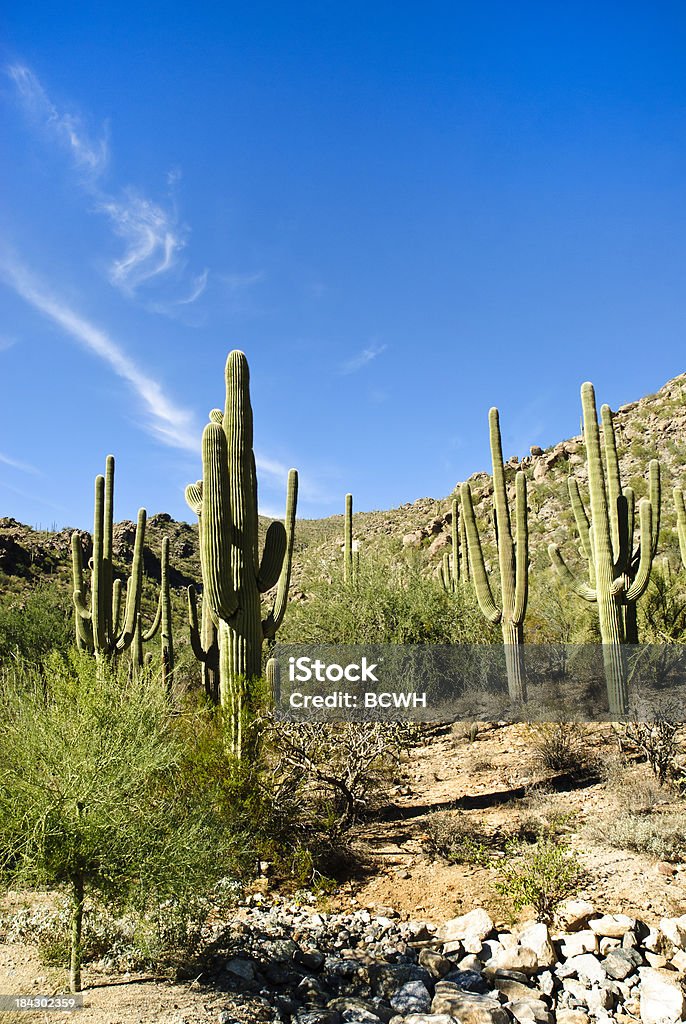 Cato de carnegia gigantea no Deserto de Sonora - Royalty-free Ao Ar Livre Foto de stock