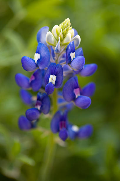 flores de tremoço-azul - lupine single flower flower blue imagens e fotografias de stock