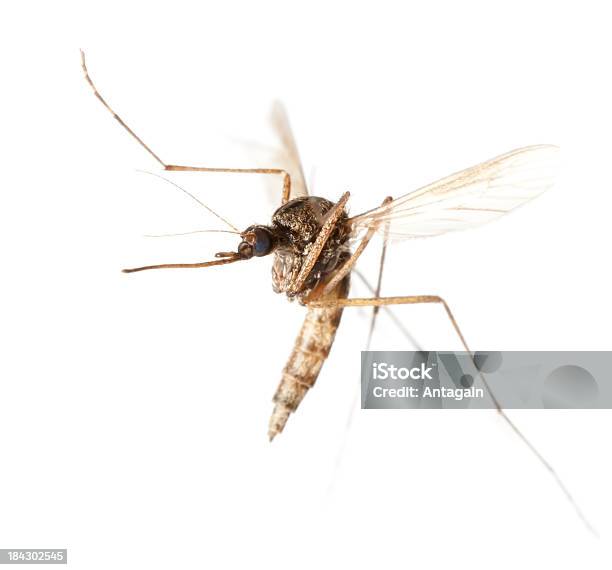 Flying Mosquito - zdjęcia stockowe i więcej obrazów Komar - Komar, Latać, Białe tło
