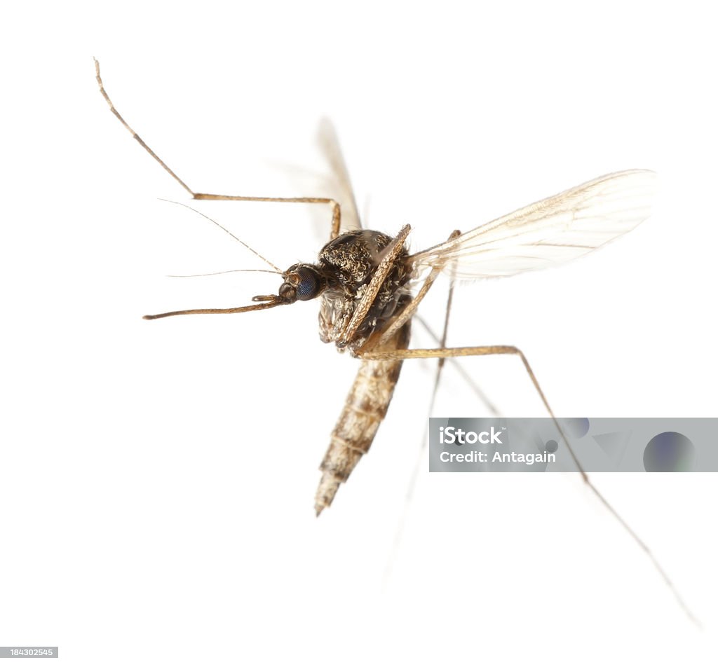 Voando mosquito - Foto de stock de Mosquito royalty-free