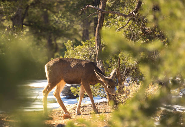istock Grand Canyon National Park 1843025952