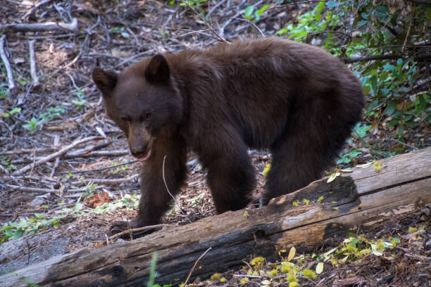 istock Small brown bear in Sequoia national park during the summer session 1843027512