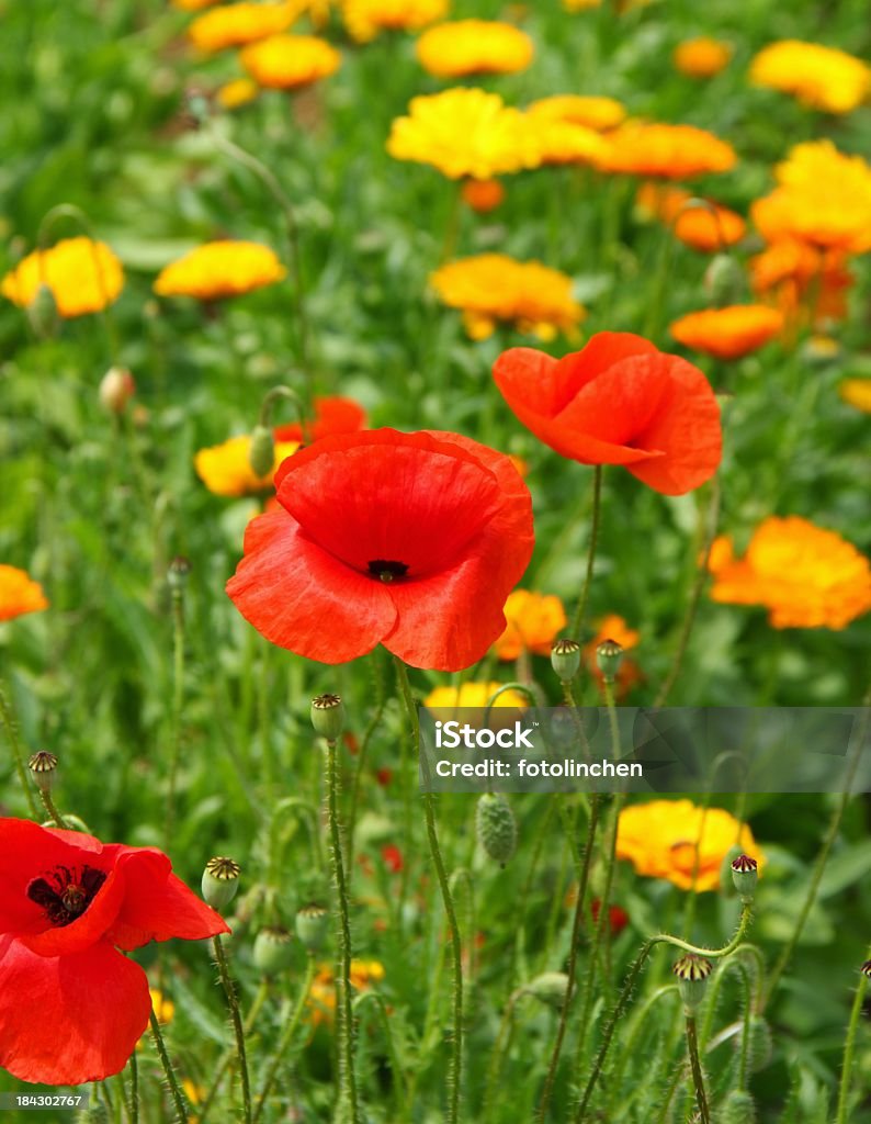 Poppies und calendula Blumen - Lizenzfrei Blüte Stock-Foto