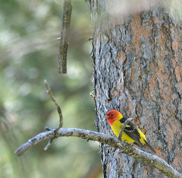 Western Tanager, Piranga ludoviciana, Breeding Plumage It's that time of year and he's really decked out in full breeding plumage hoping to get married, this Western Tanager is arguably the most colorful bird in North America piranga ludoviciana stock pictures, royalty-free photos & images