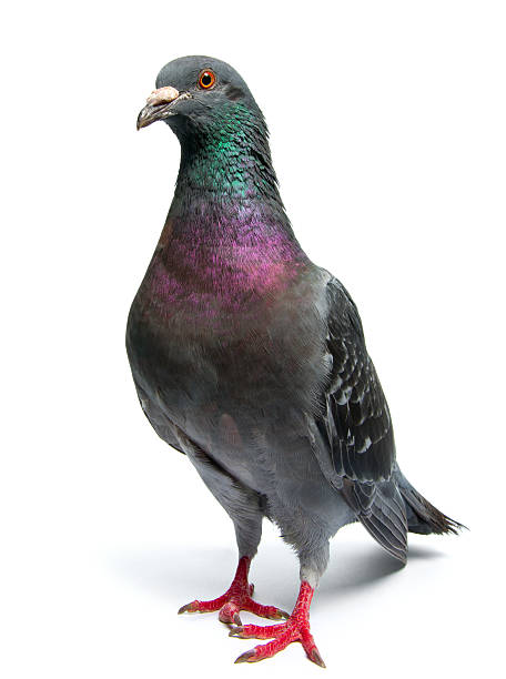 pombo - common wood pigeon imagens e fotografias de stock