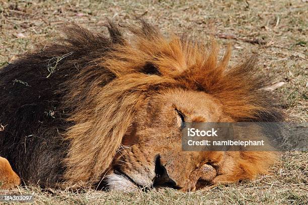 Dormir Leão - Fotografias de stock e mais imagens de Animais caçando - Animais caçando, Animal, Animal macho