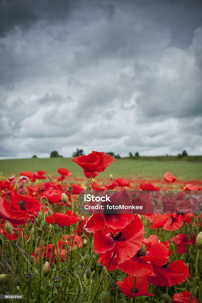 赤色 poppies 、どんよりした雲,英国 - Horizonのロイヤリティフリーストックフォト