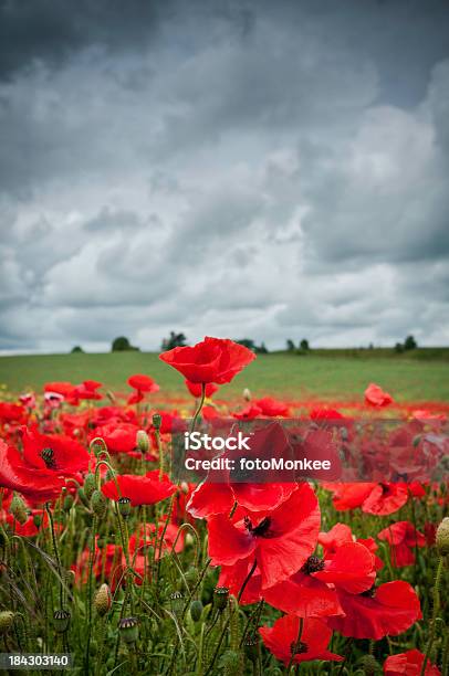 Красный Poppies Пасмурная Облаков Великобритания — стоковые фотографии и другие картинки Без людей - Без людей, Великобритания, Вертикальный
