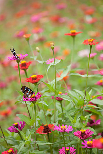 istock Blue Glassy Tiger butterfly on a wild flower. 184303306