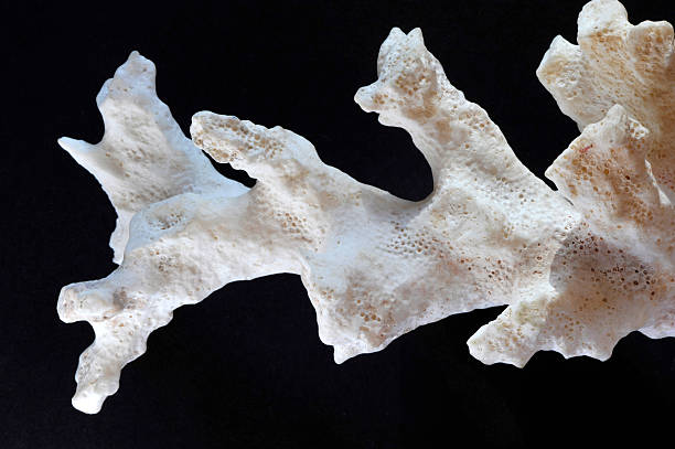 istock One branch of coral 184303491