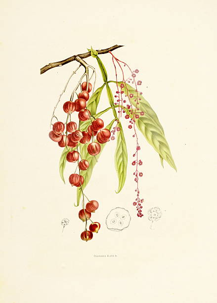 lepisanthes alata (фреччиа алата)/античный plant иллюстрации - berthe hoola van nooten stock illustrations